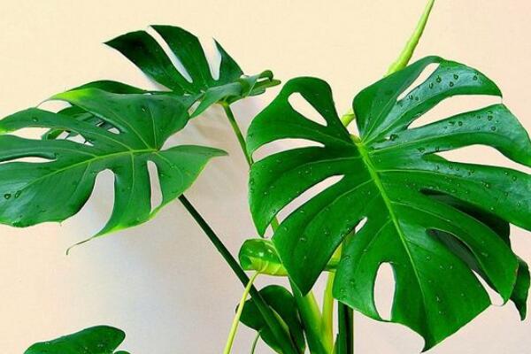龜背竹什麼時候開背，種植半年到一年時間自然開背
