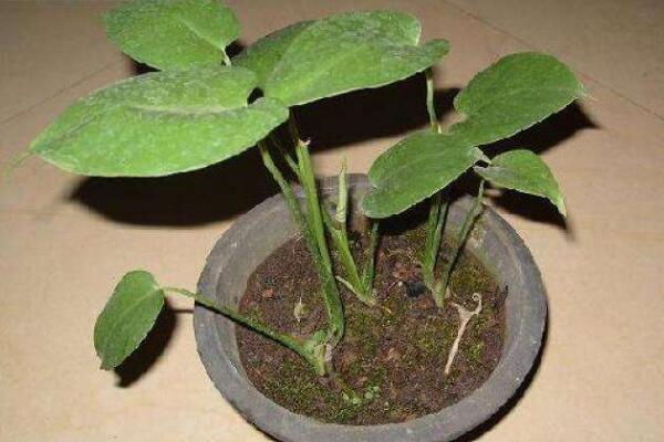 龜背竹什麼時候開背，種植半年到一年時間自然開背