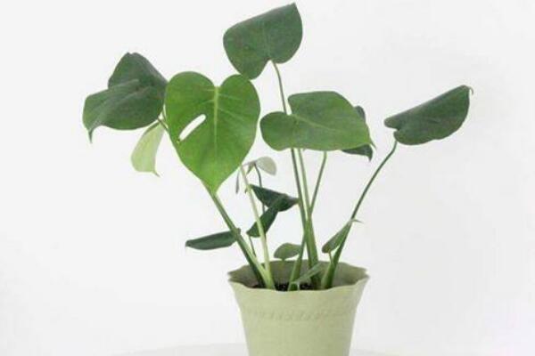 龜背竹什麼時候開背，種植半年到一年時間自然開背