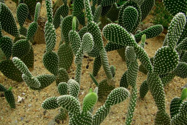 仙人掌爛半截怎麼辦，切除發爛組織、換土消毒重新栽培