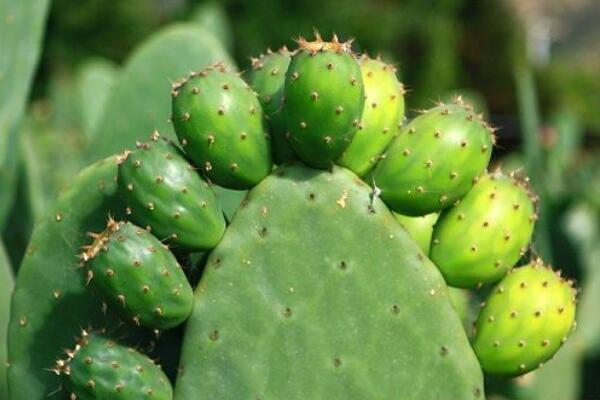 仙人掌爛半截怎麼辦，切除發爛組織、換土消毒重新栽培