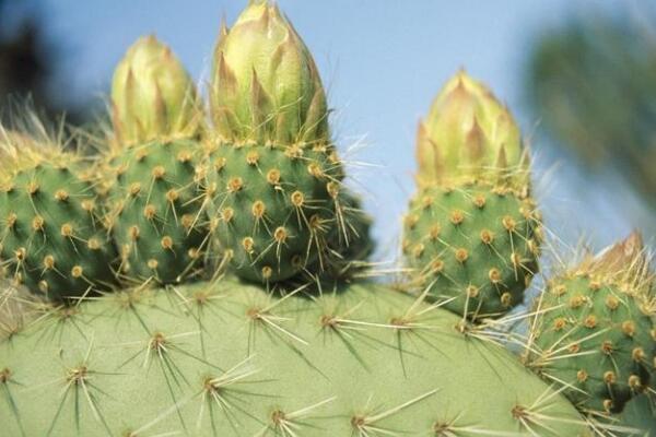 仙人掌爛半截怎麼辦，切除發爛組織、換土消毒重新栽培