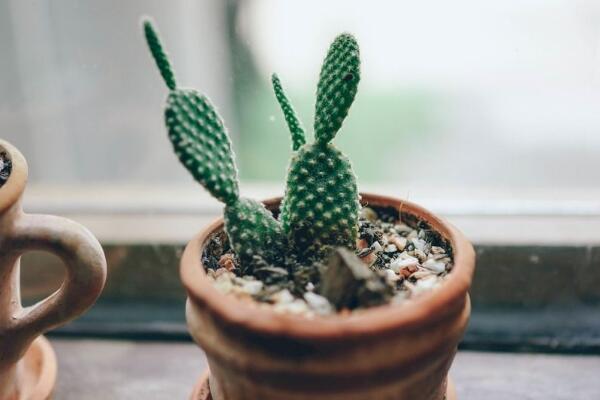 仙人掌爛半截怎麼辦，切除發爛組織、換土消毒重新栽培