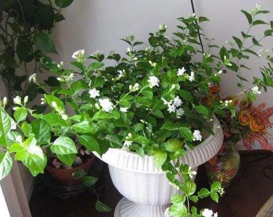 茉莉花種植方法，擇生長健康當年生種子/疏鬆透氣土壤
