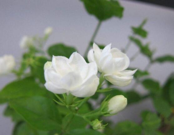 茉莉花種植方法，擇生長健康當年生種子/疏鬆透氣土壤