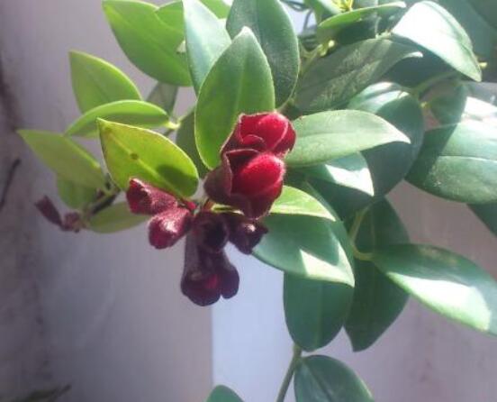 口紅吊蘭怎麼繁殖,老農教你六個簡單步驟盆盆爆滿