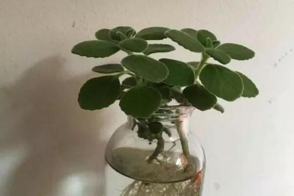 碰碰香怎麼水培，隻需簡單幾步就可以完成水培