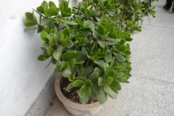 燕子掌根腐爛怎麼處理，先找到原因再進行處