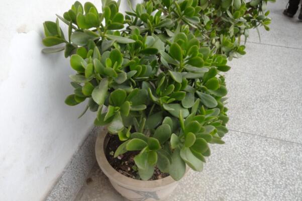 燕子掌根腐爛怎麼處理，先找到原因再進行處理