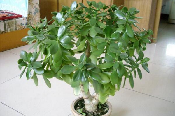 燕子掌根腐爛怎麼處理，先找到原因再進行處理
