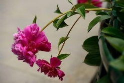 芍藥花常見病害是什麼，4種病害以及防治方法