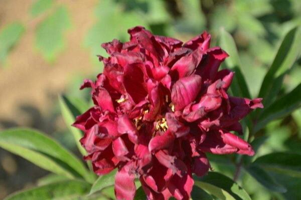 芍藥花常見病害是什麼,4種病害以及防治方法