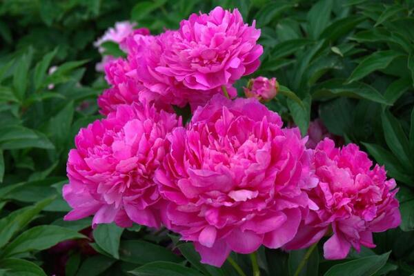 芍藥花常見病害是什麼,4種病害以及防治方法