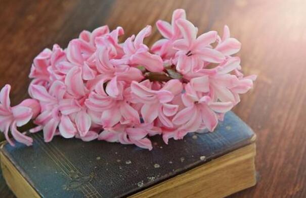 風信子花期是什麼時候,不同的品種不同的時間
