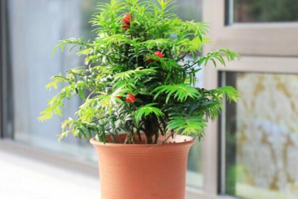 室內養殖紅豆杉的方法，家庭養殖紅豆杉的五個要點