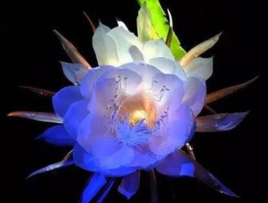 曇花怎麼澆水，不同季節不同澆水量(見幹見濕)