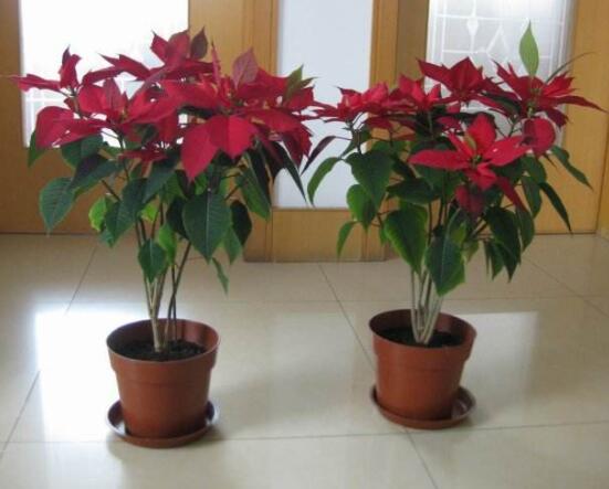 一品紅多久澆一次水,不同季節不同澆水量(澆則澆透)