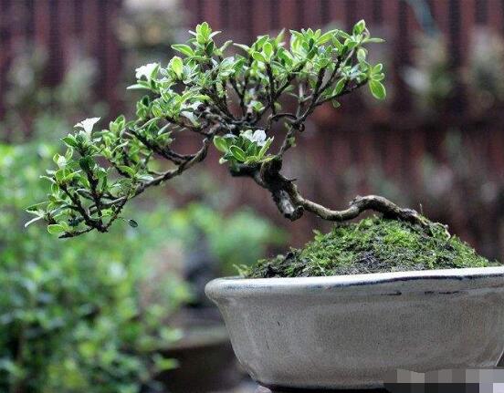 六月雪如何養，老農總結最實用六大基本養殖方法