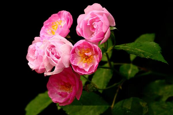 薔薇花剪枝可以插活麼,可以插活不過要掌握方法