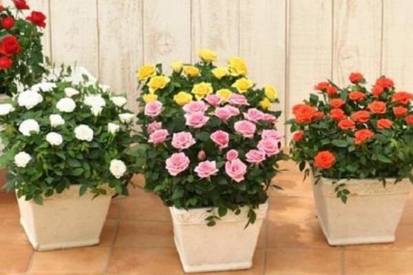 薔薇花剪枝可以插活麼,可以插活不過要掌握方法
