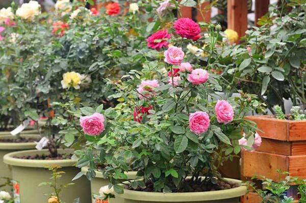 薔薇花剪枝可以插活麼,可以插活不過要掌握方法