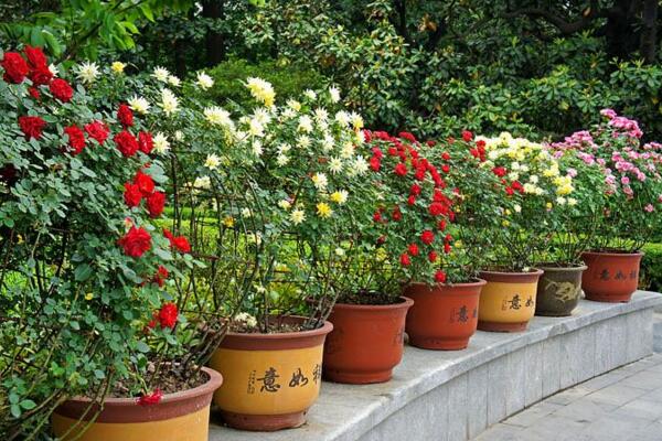 薔薇花剪枝可以插活麼,可以插活不過要掌握方法