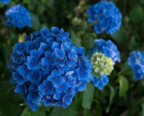 藍繡球花語是什麼，代表著背叛、見異思遷(純淨)