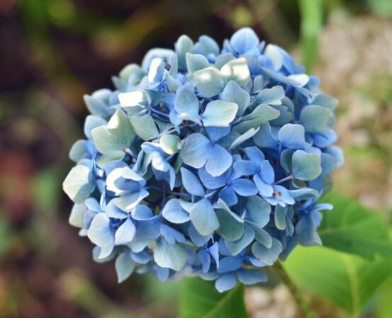 藍繡球花語是什麼，代表著背叛、見異思遷(純淨)