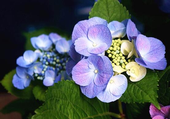 藍繡球花語是什麼，代表著背叛、見異思遷(純淨)