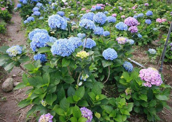藍繡球花語是什麼，代表著背叛、見異思遷(純淨)