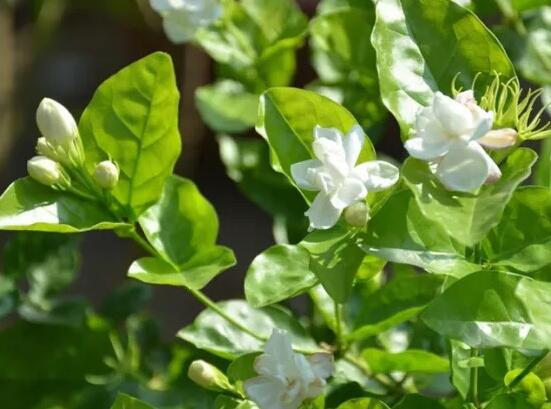 茉莉花常見的病蟲害及其防治方法，老農總結最常見四種病蟲害