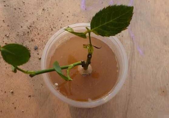月季花的扡插懶人方法,教你兩種最簡單繁殖方法(土插與水插)