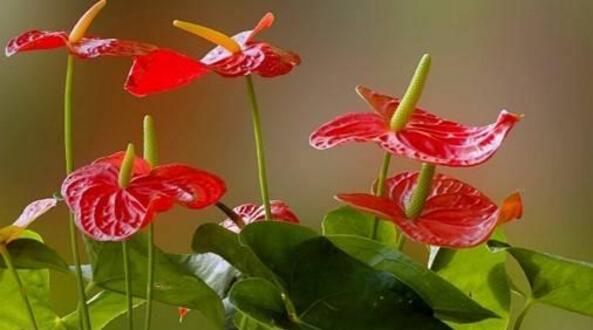 紅掌的催花方法,加強日常管理(溫度、光照、通風、肥水)