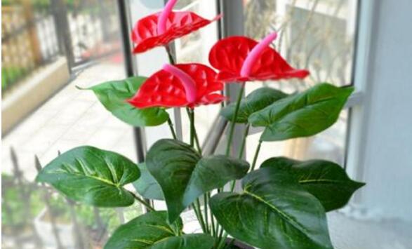 紅掌的催花方法,加強日常管理(溫度、光照、通風、肥水)