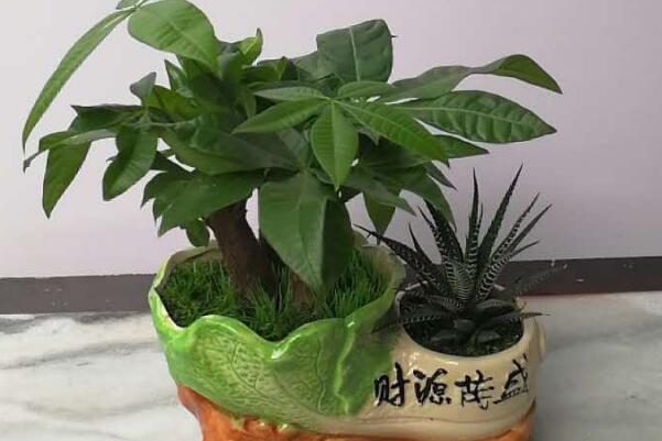 發財樹鋸掉一截後怎麼封傷口,先消毒再封口
