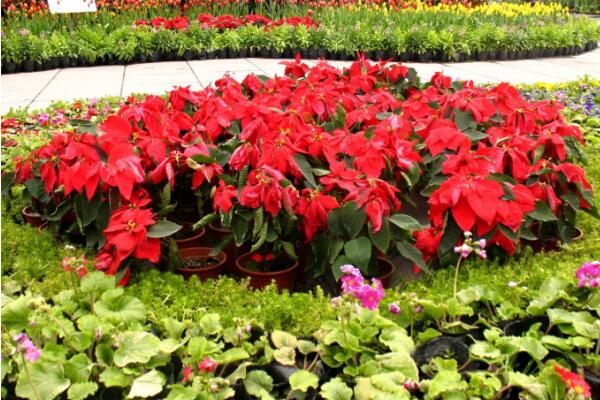 家裏養一品紅有啥好處,改善空氣、供觀賞用
