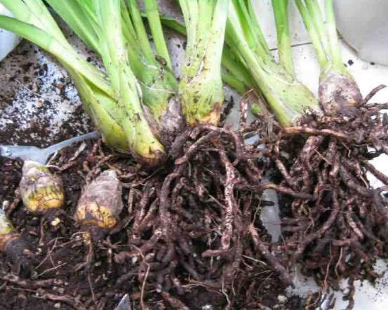 蘭花換盆時怎麼養,傷口及時消毒/土壤保持疏鬆透氣