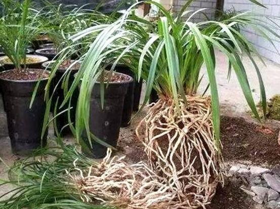 蘭花換盆時怎麼養,傷口及時消毒/土壤保持疏鬆透氣