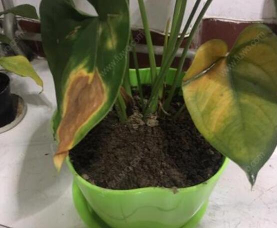 紅掌葉子發黃焦邊幹枯是怎麼回事，教你最直接有效三種解決措施