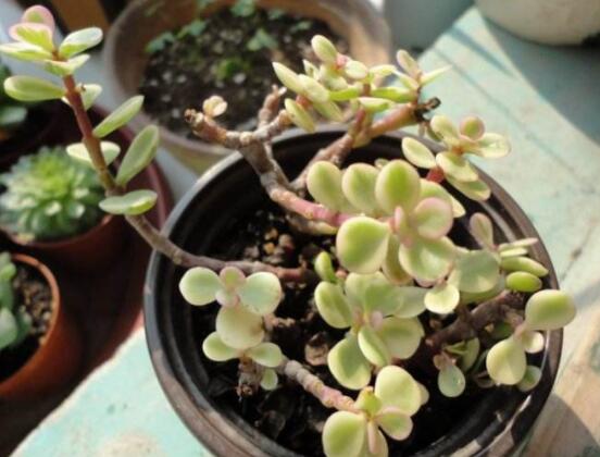 多肉植物雅樂之舞怎麼養,注意五個要點一年四季常青