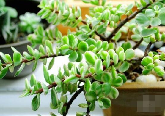 多肉植物雅樂之舞怎麼養,注意五個要點一年四季常青