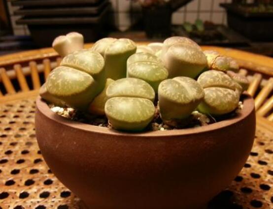 生石花用什麼盆好,陶盆、泥瓦盆、紫砂盆任選其一(深盆)