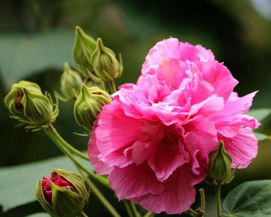芙蓉花葉子黃了怎麼辦，教你三種容易導致葉黃解決方法