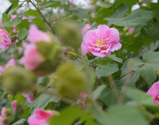 芙蓉花葉子黃了怎麼辦，教你三種容易導致葉黃解決方法