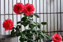 月季花為什麼會越開越小，影響月季花花期的5大因素