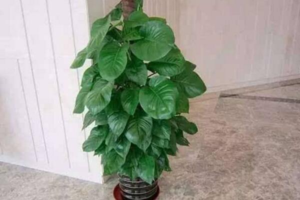 大葉綠蘿葉子發黃怎麼辦，找到原因立即進行補救