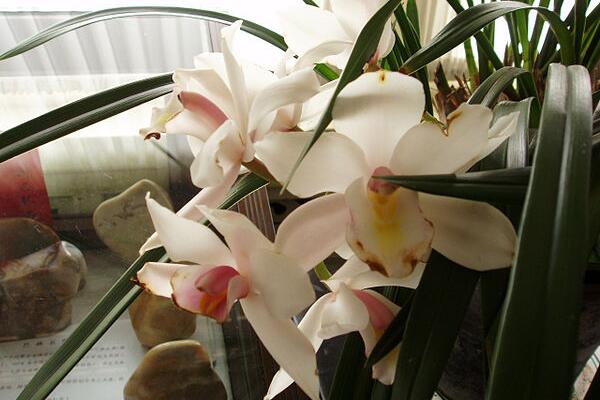 蘭花什麼時候分株好，春秋季是最好的時期