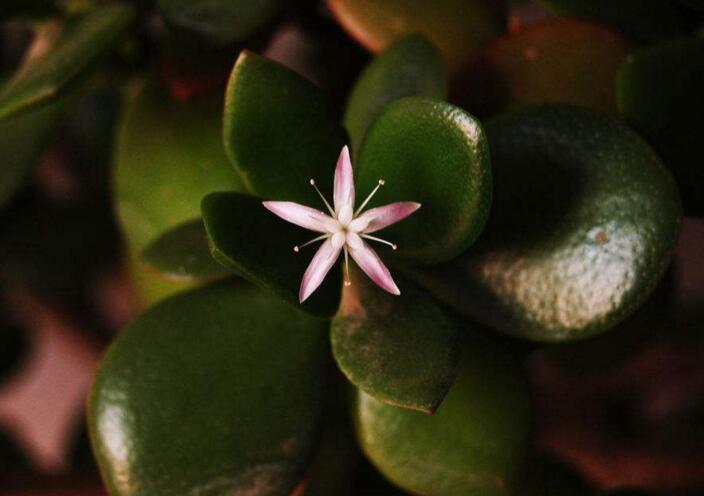玉樹花和燕子掌的區別,葉片上的3處不同