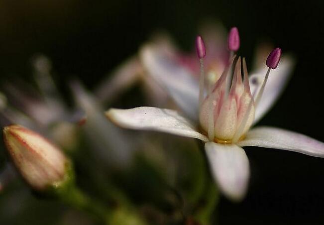 玉樹花和燕子掌的區別,葉片上的3處不同