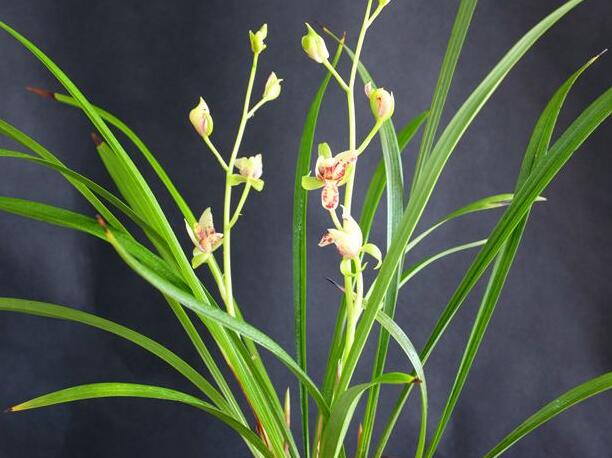 蘭花開花後怎麼處理,及時的補肥為來年做準備